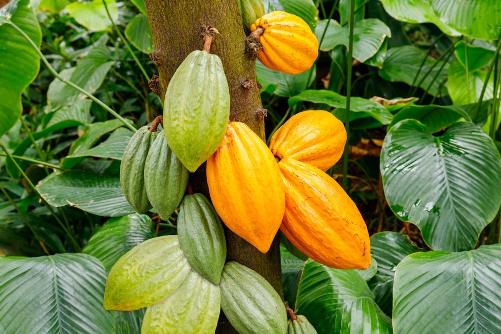 scopri il mondo del cacao: dai suoi origini nei tropici alle delizie del cioccolato artigianale. approfondisci il suo valore nutrizionale, i vari utilizzi e l'impatto sostenibile sulla cultura e l'ambiente.