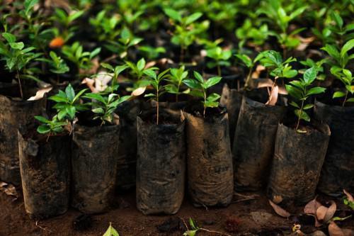 scopri le meraviglie delle riserve e dei parchi della costa d'avorio, dove la natura incontaminata si fonde con una biodiversità straordinaria. esplora paesaggi mozzafiato, fauna selvatica unica e avventure indimenticabili in uno dei tesori naturali dell'africa.